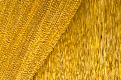 Golden Apricot